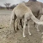 قعدان