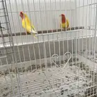 جوز روز ريد فيس عيون حمر منتج مع بيوضه