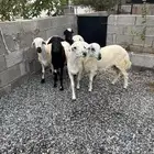 خرفان رفيديات