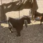 تيوس افحول للبيع مشروطه وطيبه