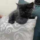 قطه لتبني