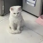 قطه للتبني مع جميع أغراضها