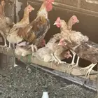 دجاج بياض