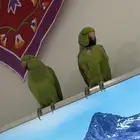 ببغاء درة