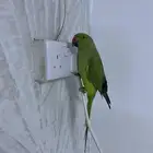 للبيع دره هندي350