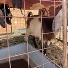 معزا حليب