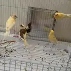 البيع كناري صحه شرط