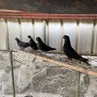 حمام قطيفي