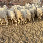 غنم مراح طيبه