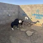 للبيع نعجه نجديه تحتها رخله