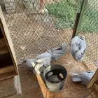 دجاج حبشي المنيوم