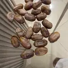 تمر خلاص الاحساء