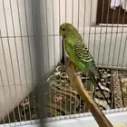 طير. بادجي