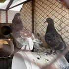 زوج حمام النوع تركي