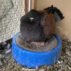 حمام كنق للبيع