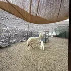 عرض وبيع نعجه تحتها رخل