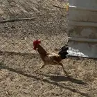 للبيع دياكه العدد 3 بلدي