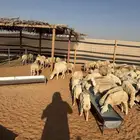 البيع رخال رفيديات بلدي العدد80 الصحة شرط تم البيع تم البيع