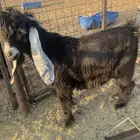 تيس عارضي طيب