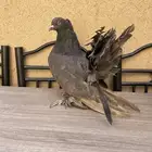 رقاص امريكي