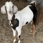 ذبائح من غنم الوالد من مراحة تربيته شي نظيف