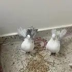 للبيع حمام زينه