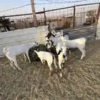 تيوس بيشيات