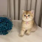 قطط سكوتش للبيع