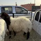 طلي نعيم على حد الغلاق