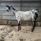 معزا مرخ