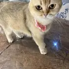 قطه سكوتش فولد