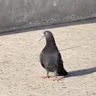 حمام قطيفي للبيع