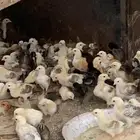 دجاج