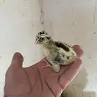 صوص دجاج بلادي وفيومي