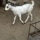 تيوس اربعة شهور