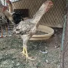 دجاج فارسي