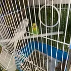 عصافير بادجي