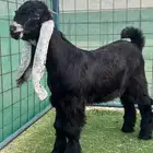 تيوس عوارض صنف للبيع