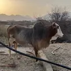 ثور للبيع