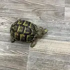 سلحفاة السوم 250