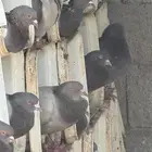 حمام فرنسي سلفر