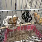 كناري أوربي