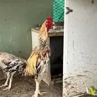 ديك شامو