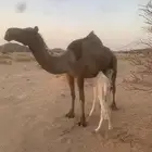 خلفه صفرا تحتها بكره