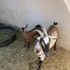 للبيع عنز وجفاره عمانيه