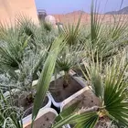 مشروع ناجح يحتاج ماء   ارض صغيره فقط