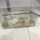 طير حب مع القفص