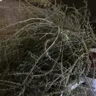 مساويك بشام غير مسقى على المطر شي نظيف للبيع