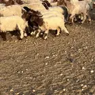 غنم نعيم مرأح