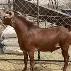 تيس اوشح
